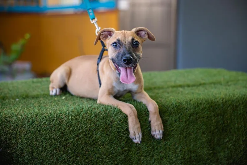 A baby medium-sized female Boxer dog named Thelma for adoption in Anacortes, WA