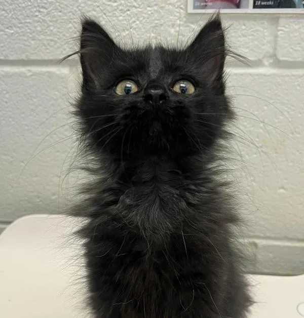 A baby small-sized male Domestic Long Hair cat named Inky for adoption in Golden, CO