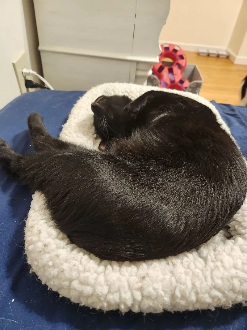 Hugo N. "wanna Be thumbnail 2