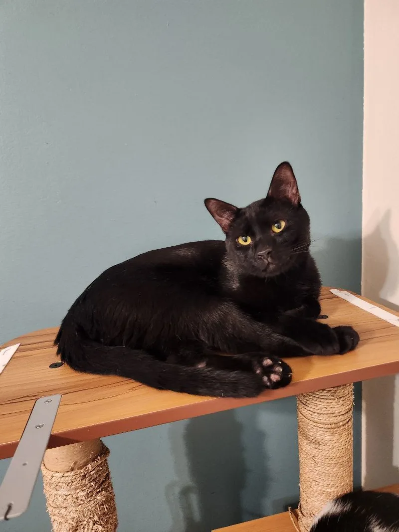 Hugo N. "wanna Be thumbnail 3