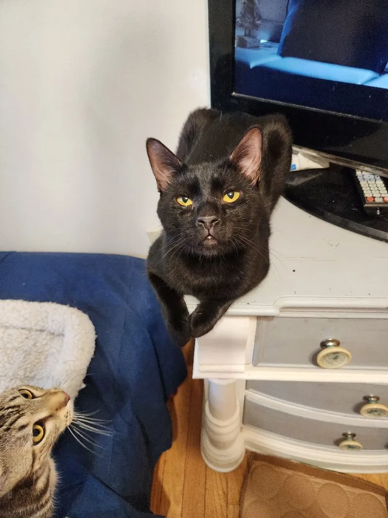 Hugo N. "wanna Be thumbnail 4