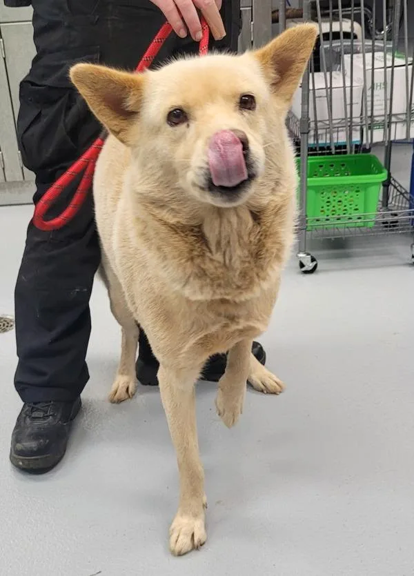 An adult large-sized male Shepherd dog named Pen Blue for adoption in Lawrenceville, GA