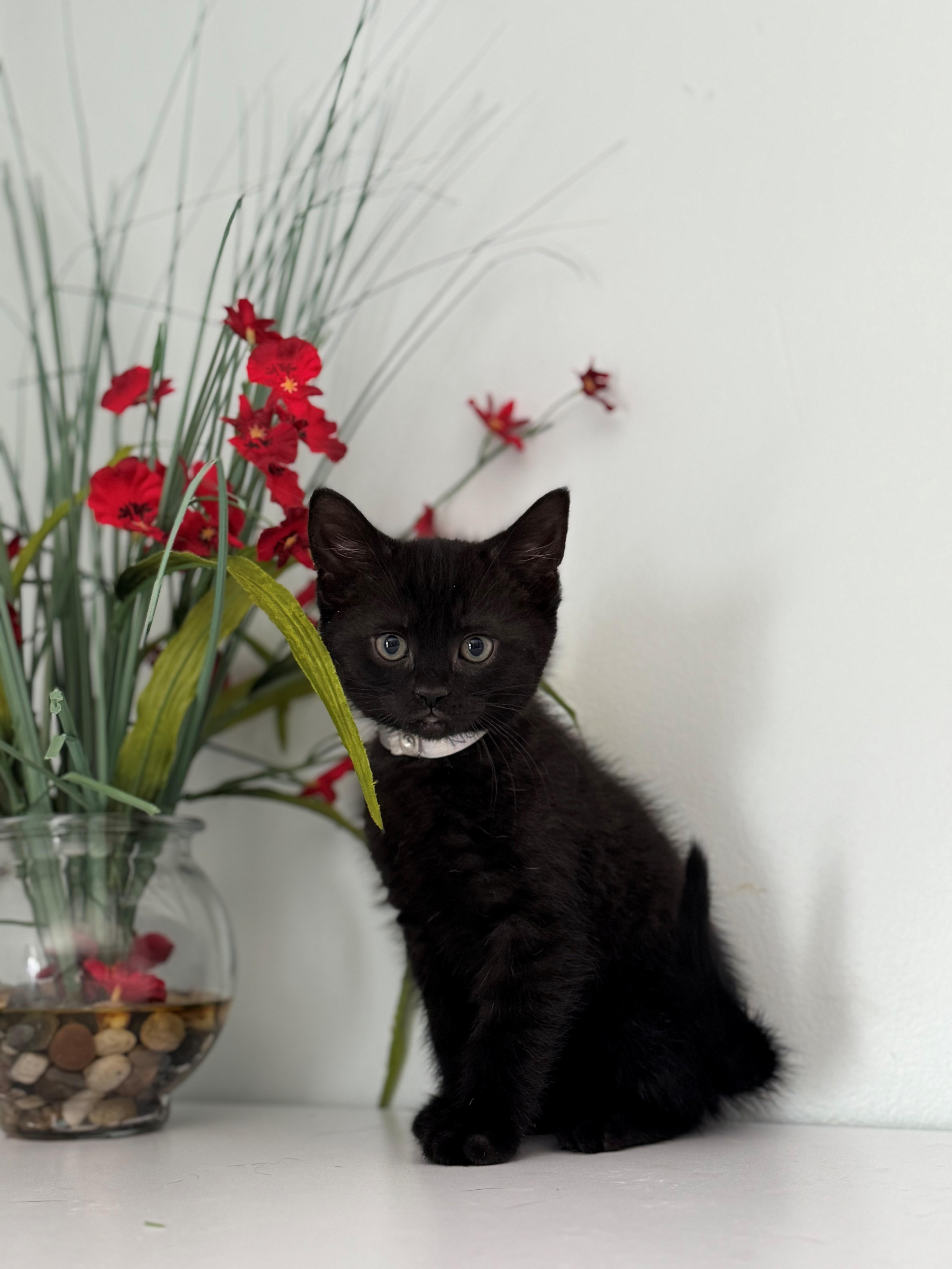 A young small-sized male Black Domestic Short Hair cat named Neptune for adoption in Syosset, NY