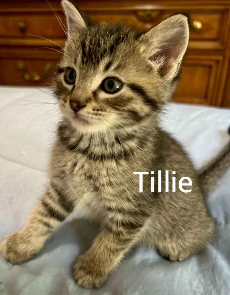 A baby medium-sized female Tabby (Brown / Chocolate) Domestic Short Hair cat named Tillie for adoption in Owasso, OK