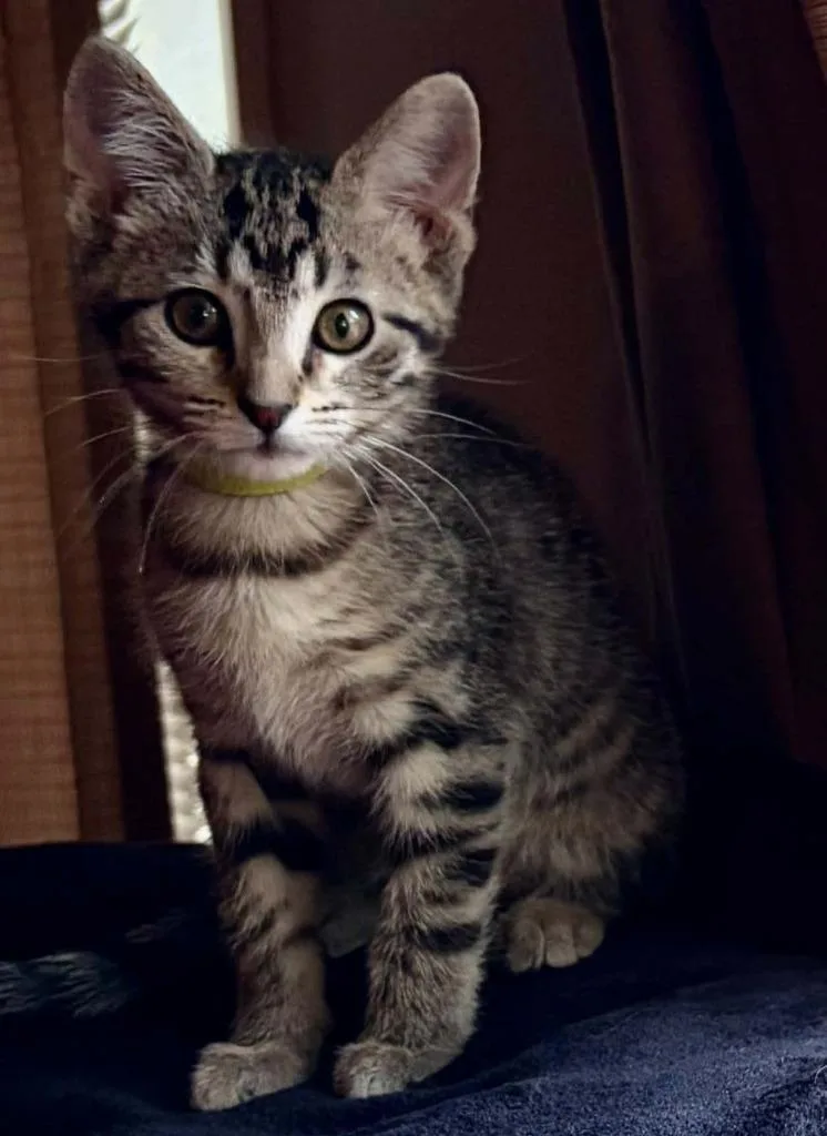 A baby small-sized female Domestic Short Hair cat named Ivy for adoption in Urbandale, IA