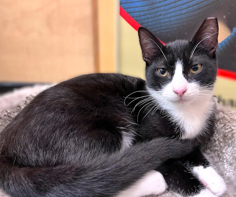 A young medium-sized male Black & White / Tuxedo Tuxedo cat named Ty for adoption in Fort Myers, FL