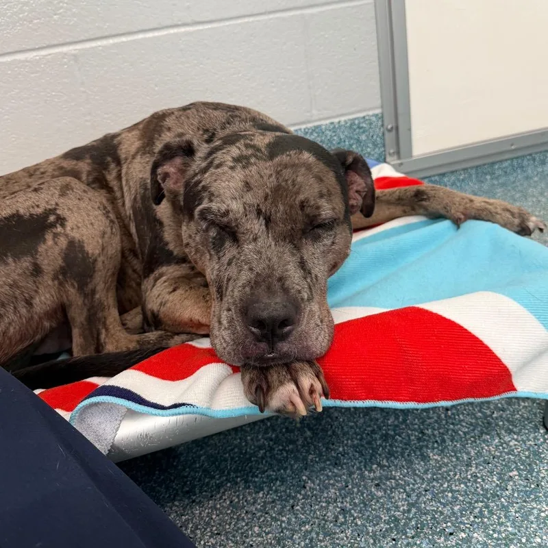 An adult medium-sized female Catahoula Leopard Dog dog named Mocha for adoption in Greensboro, NC