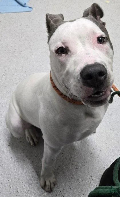 A baby large-sized male Pit Bull Terrier dog named Neil for adoption in Oakland, CA