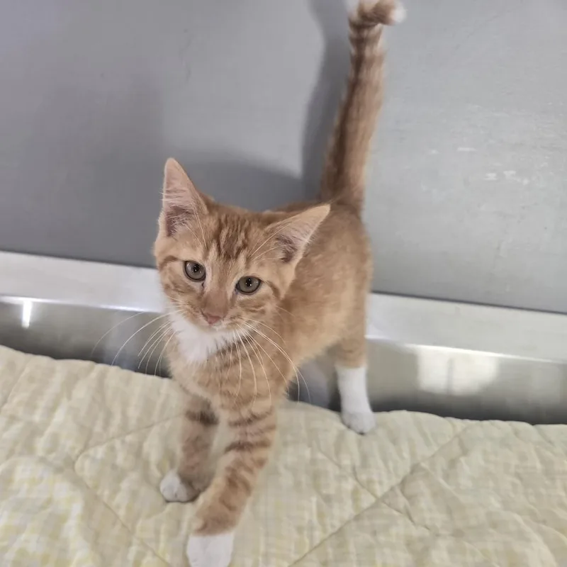 A baby small-sized male Orange & White Domestic Short Hair cat named Ellis for adoption in Dickson, TN
