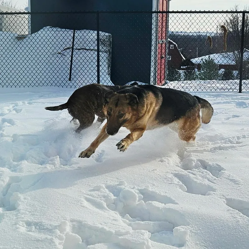 Stella Cccr Dog thumbnail 3