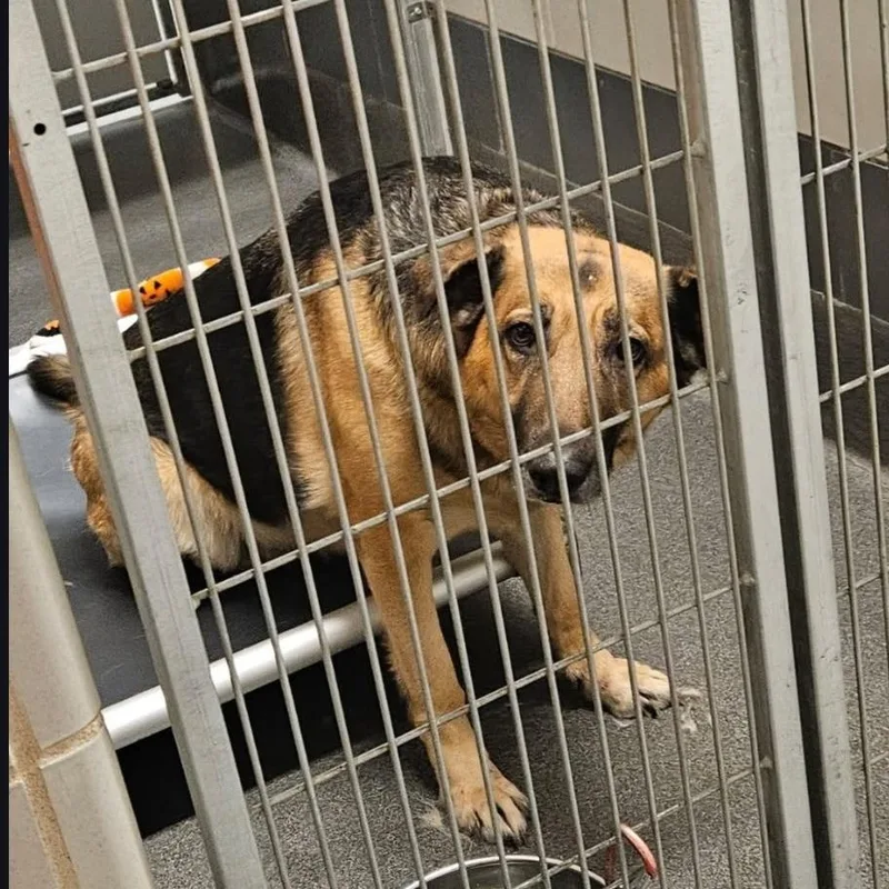 Stella Cccr Dog thumbnail 5