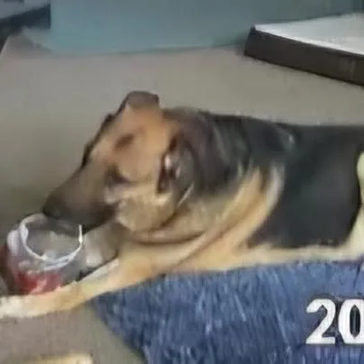 Stella Cccr Dog thumbnail 6