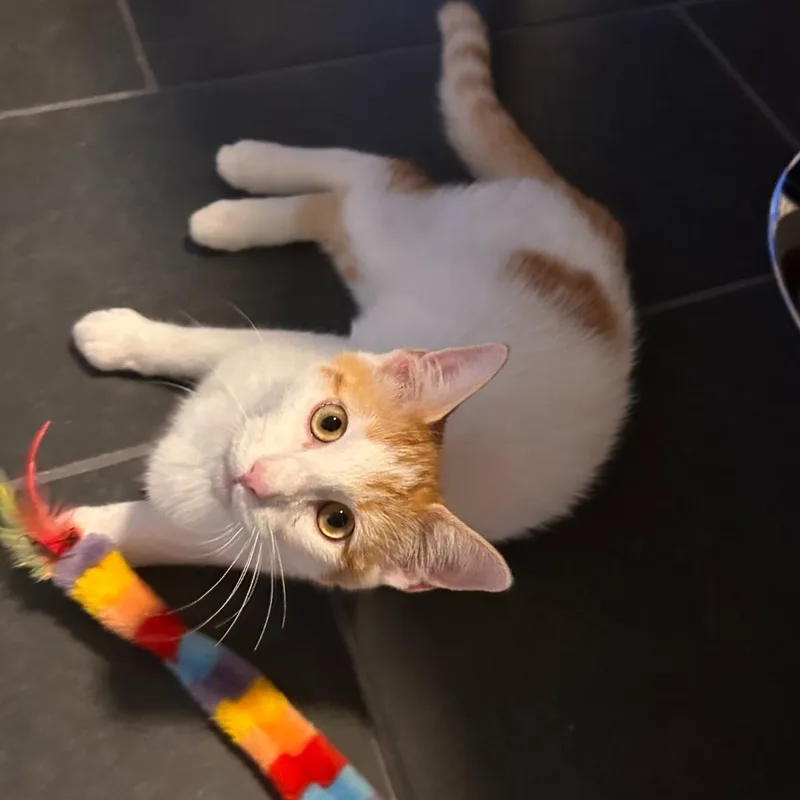 A baby small-sized male Domestic Short Hair cat named Turtle Tuck for adoption in State College, PA