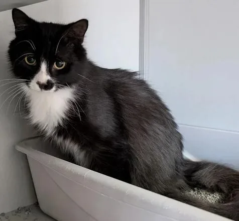 A baby small-sized male Black & White / Tuxedo Domestic Short Hair cat named Milo for adoption in Anoka, MN