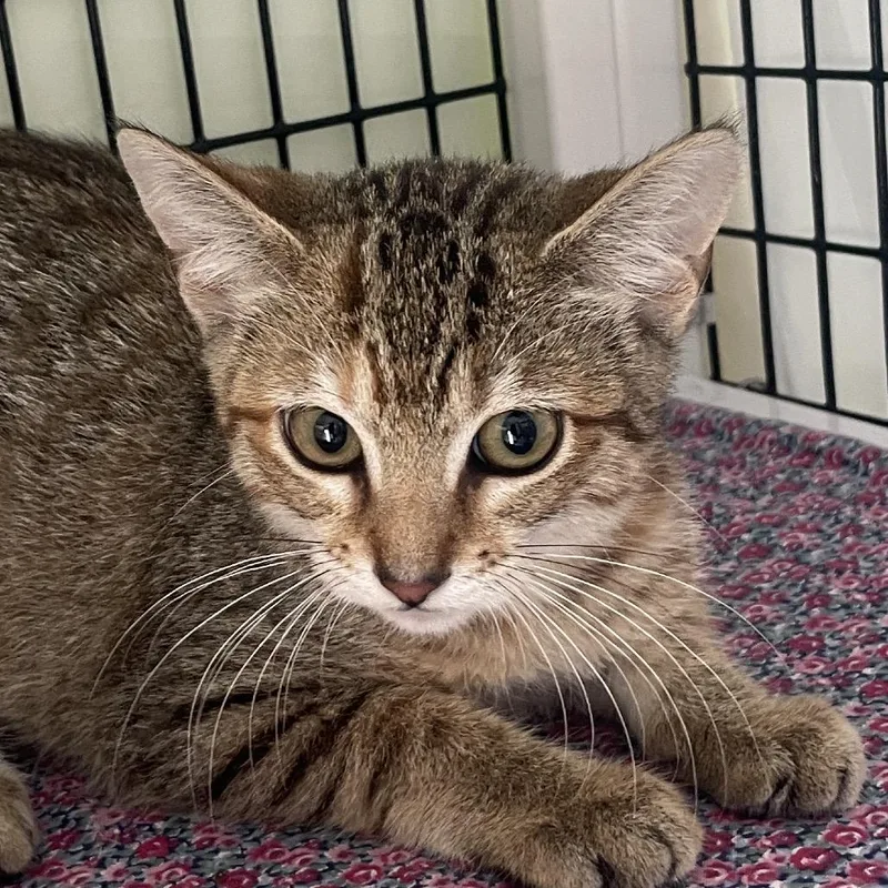 A baby small-sized female Brown / Chocolate Domestic Short Hair cat named Giada for adoption in Chicago, IL