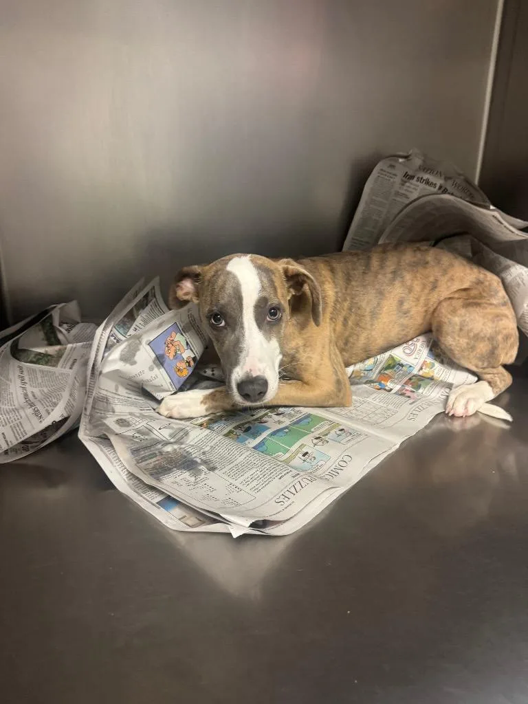 A baby medium-sized female Mixed Breed dog named Carly for adoption in Sorrento, LA