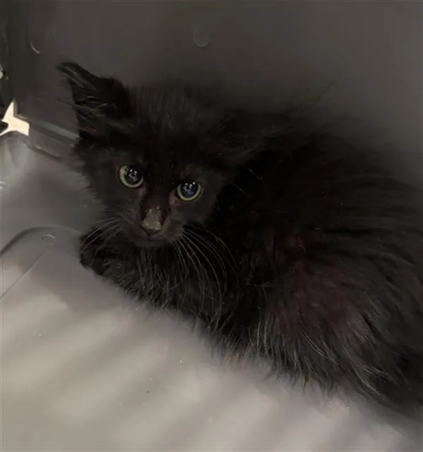 A baby medium-sized male Domestic Short Hair cat named Jaden for adoption in Dallas, TX