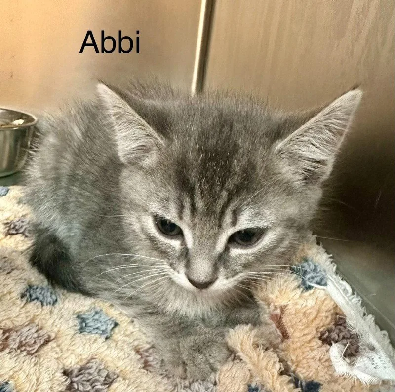 Abbi