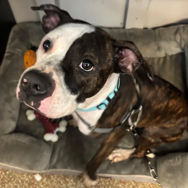 An adult medium-sized female Boxer dog named Emma for adoption in Fort Lauderdale, FL