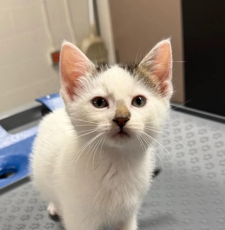 A young small-sized male Domestic Short Hair cat named Harry for adoption in Yankton, SD