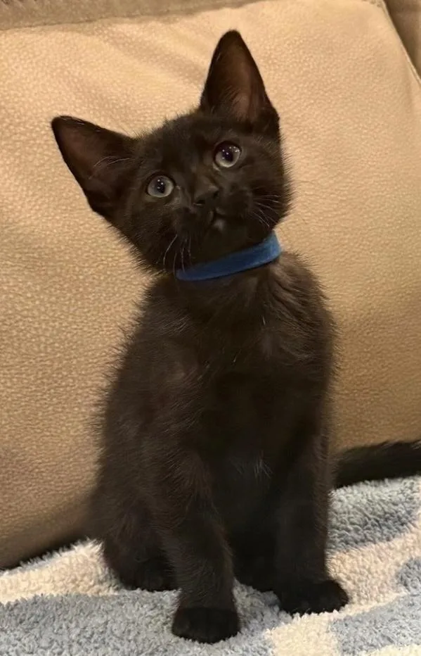 Domino