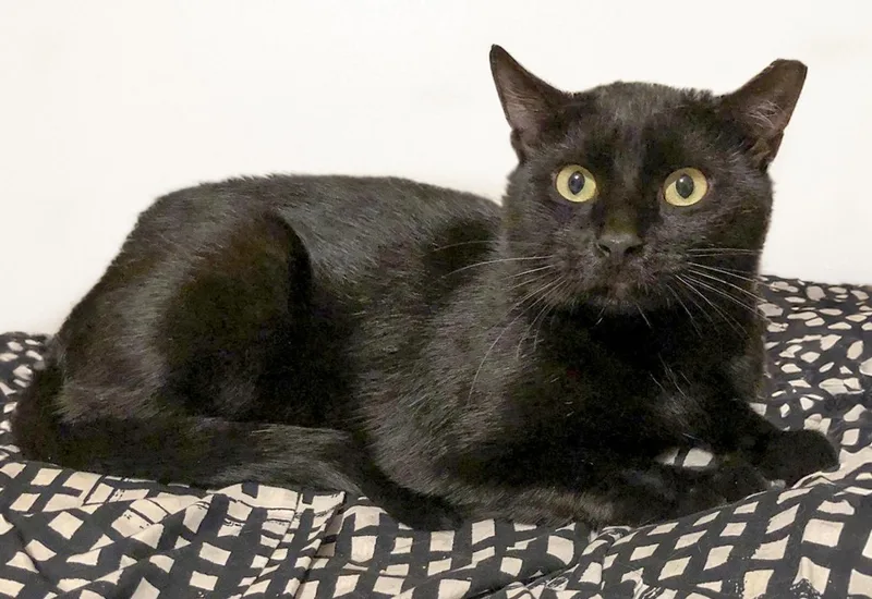 A young medium-sized male Black Domestic Short Hair cat named Bailey for adoption in Weehawken, NJ