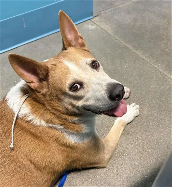 An adult medium-sized female Australian Cattle Dog / Blue Heeler dog named A for adoption in Houston, TX