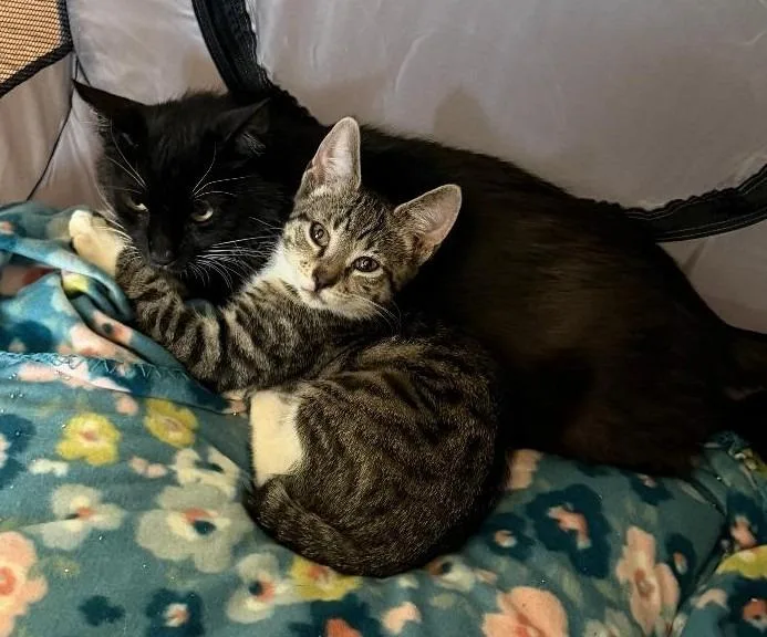 An adult medium-sized female Domestic Short Hair cat named Luna for adoption in East Brunswick, NJ