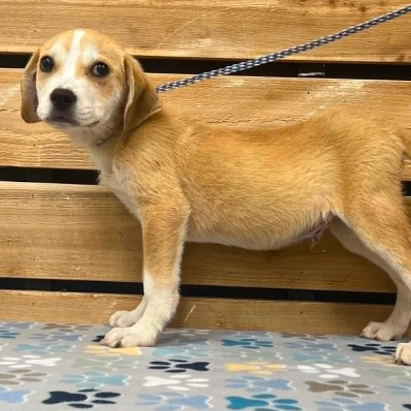 A baby medium-sized male Yellow / Tan / Blond / Fawn Beagle dog named Dalton II for adoption in Mount Pleasant, TX