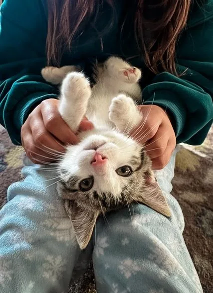 A baby medium-sized male White Domestic Short Hair cat named Lucky for adoption in Philadelphia, PA