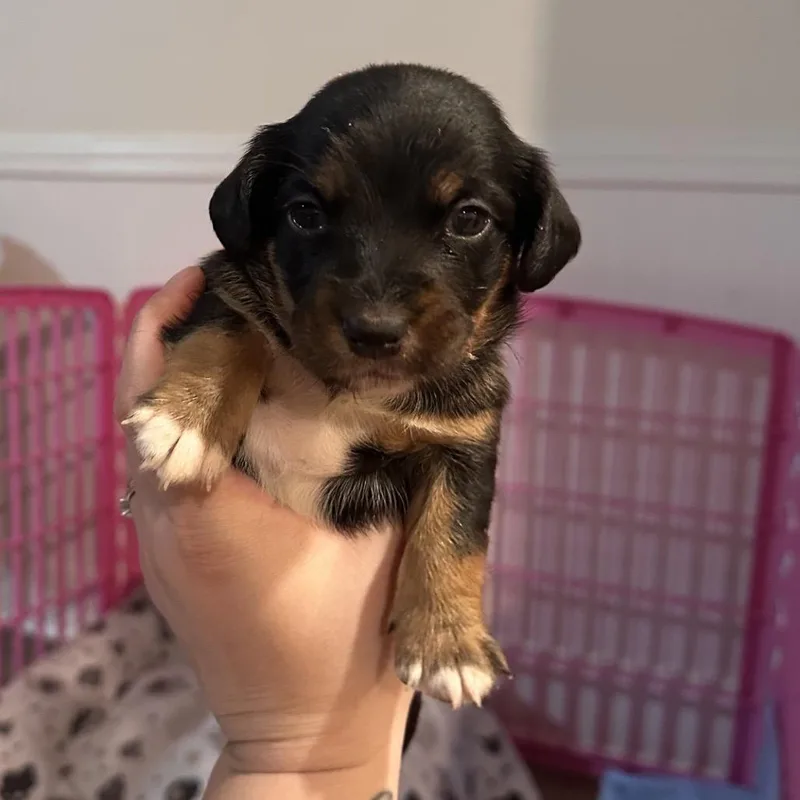 A baby small-sized male Black Dachshund dog named Jim for adoption in Baton Rouge, LA