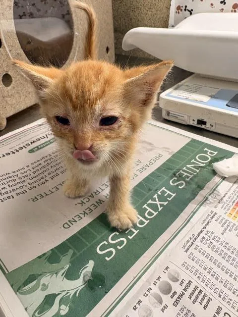 A baby small-sized male Domestic Short Hair cat named Larry for adoption in Riverside, CA