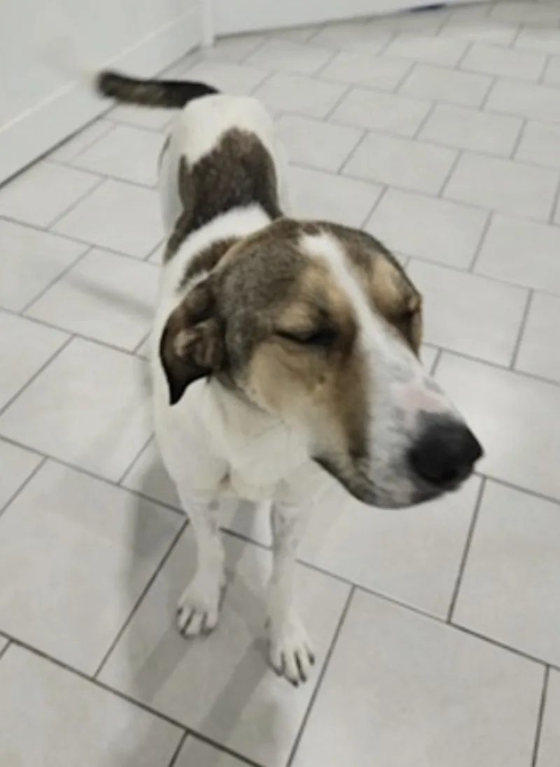 A young large-sized male Tricolor (Brown, Black, & White) Hound dog named Jimmy for adoption in Amherst, MA