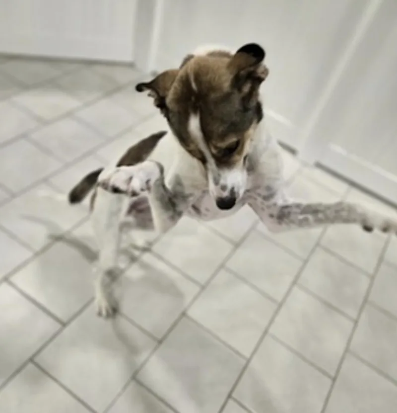 Jimmy thumbnail 3