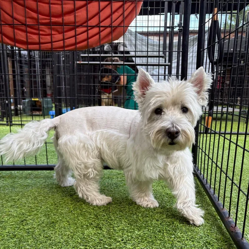 A senior medium-sized male White / Cream West Highland White Terrier / Westie dog named Louis V for adoption in Tampa, FL