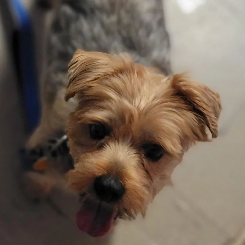 An adult small-sized male Gray / Blue / Silver Yorkshire Terrier dog named Gustav for adoption in Walden, NY