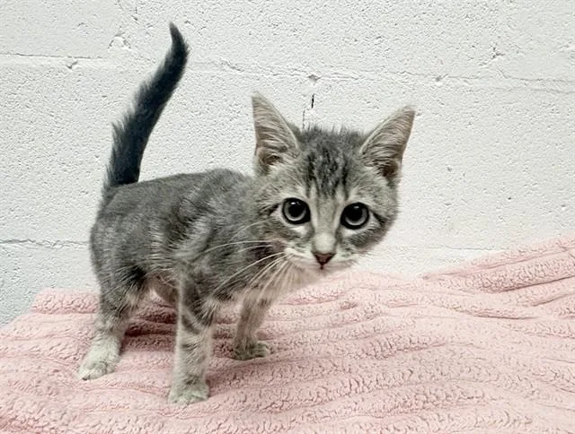 A baby small-sized female Domestic Short Hair cat named Beauty for adoption in Saint Louis, MO