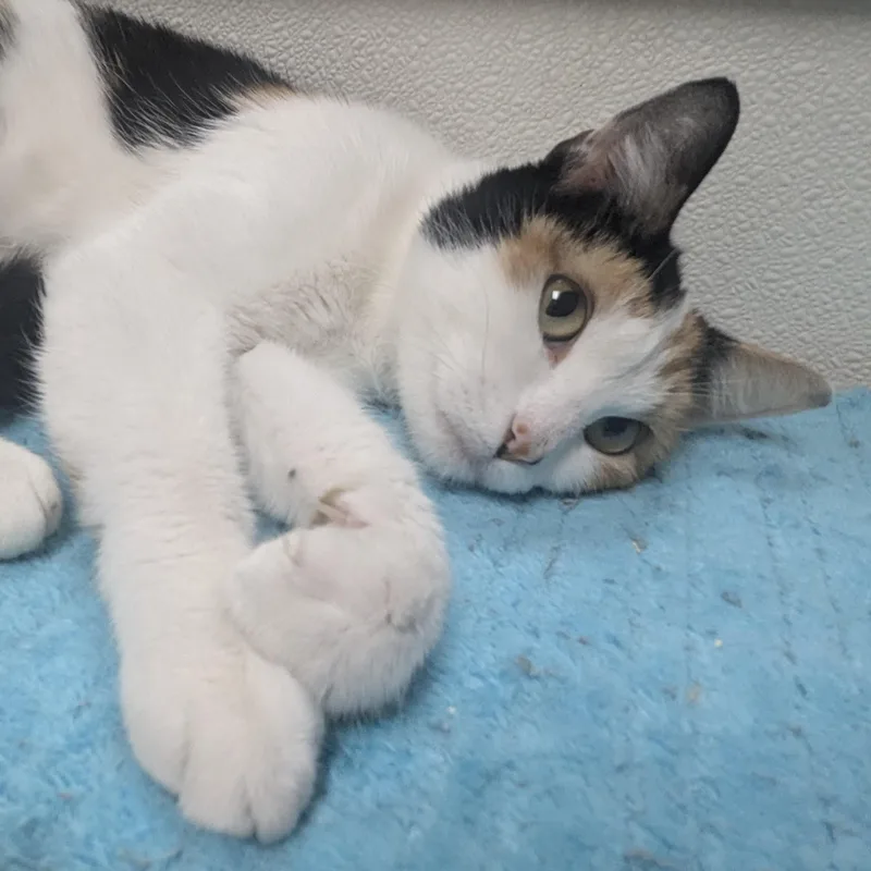 A young large-sized female Calico Domestic Short Hair cat named Teresa for adoption in Springfield, IL