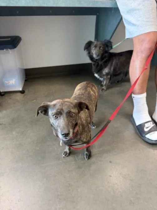 An adult medium-sized female Dutch Shepherd dog named Zelda for adoption in Chatsworth, CA