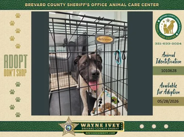 An adult medium-sized male Mixed Breed dog named Antman for adoption in Melbourne, FL