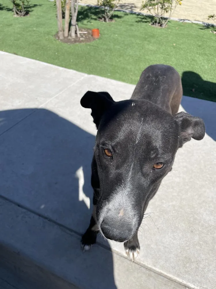 An adult medium-sized female Tricolor (Brown, Black, & White) Labrador Retriever dog named Apple for adoption in Bonita, CA
