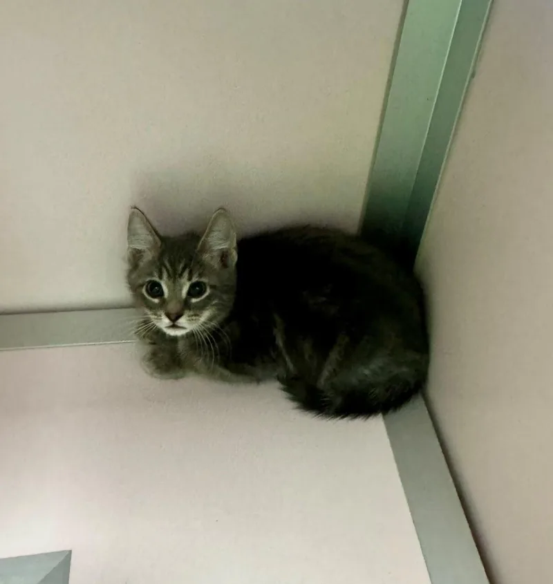A young medium-sized male Gray / Blue / Silver Domestic Short Hair cat named Harris for adoption in Providence Forge, VA