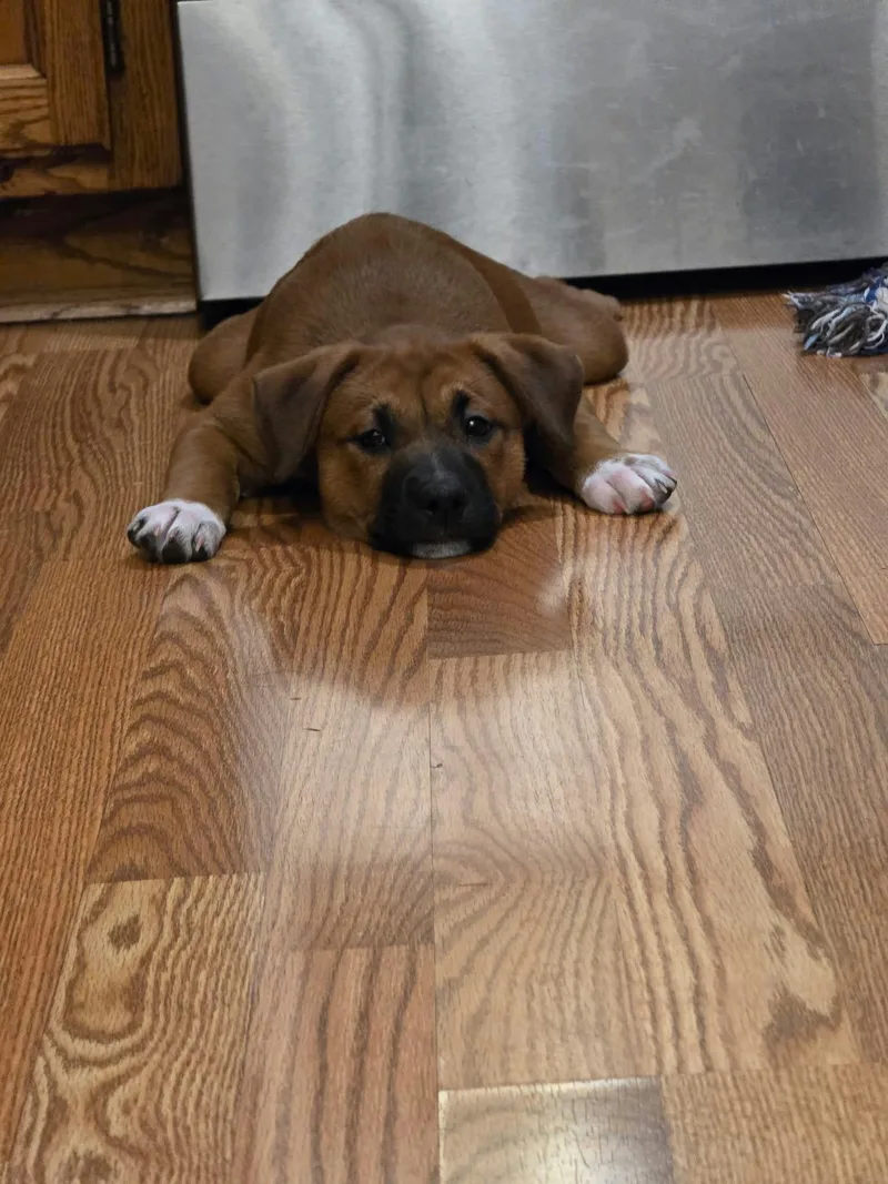 A baby medium-sized female Boxer dog named Juniper for adoption in Minneapolis, MN