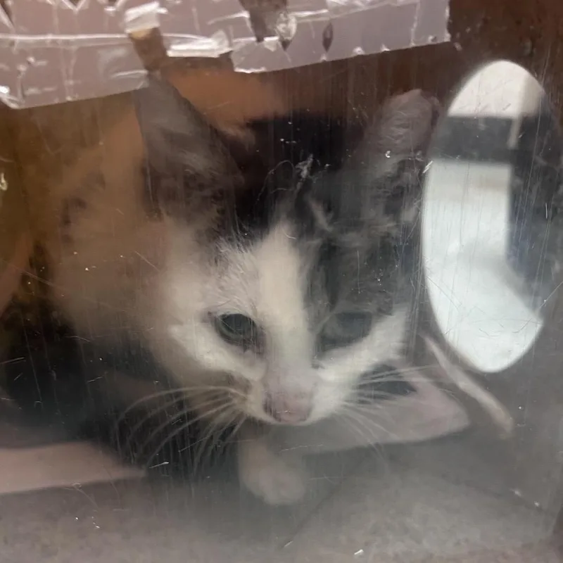An adult medium-sized female White Domestic Short Hair cat named Mirical for adoption in Philadelphia, PA