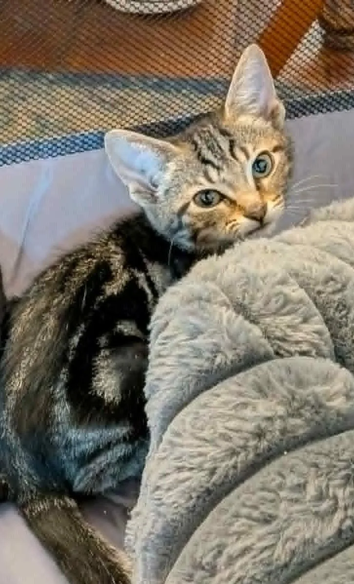A baby small-sized female Tabby (Brown / Chocolate) Domestic Short Hair cat named Habanero for adoption in Bayonne, NJ