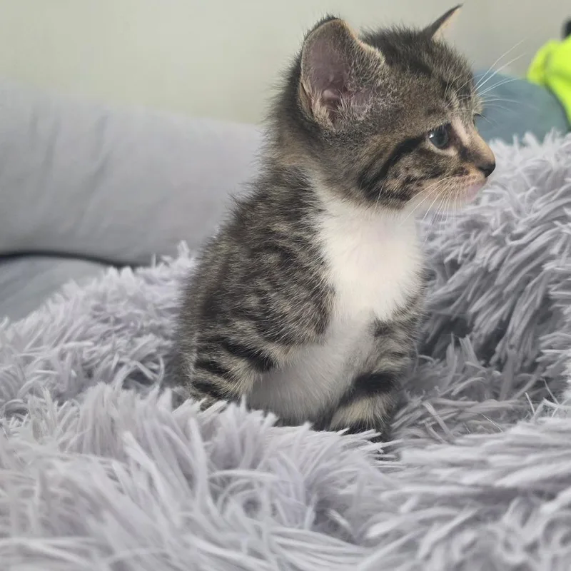 Cinderella thumbnail 2