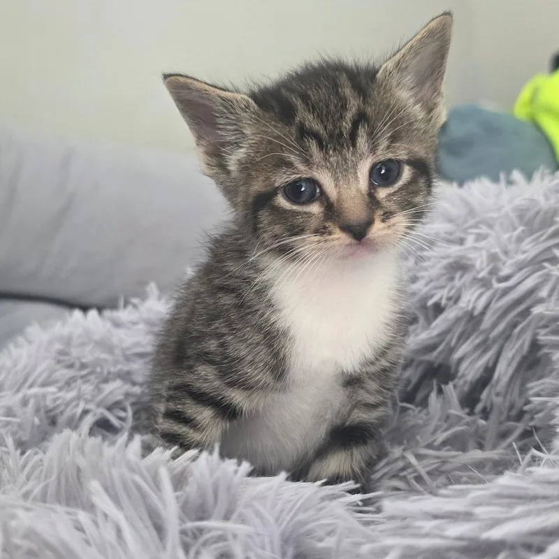 Cinderella thumbnail 4