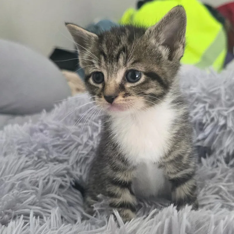 Cinderella thumbnail 5