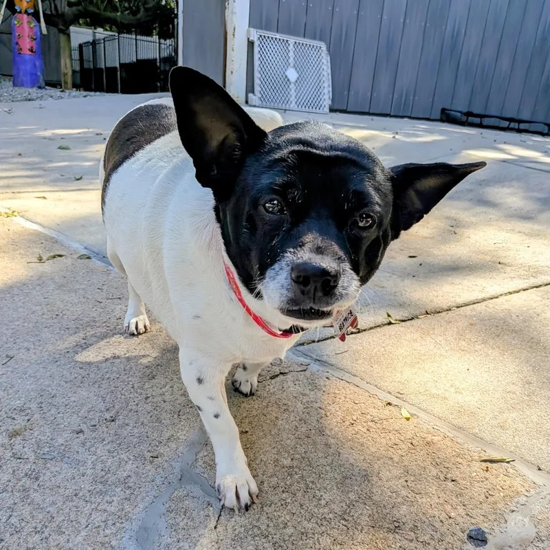 An adult medium-sized female Black Terrier dog named Beatrice for adoption in Wake Forest, NC