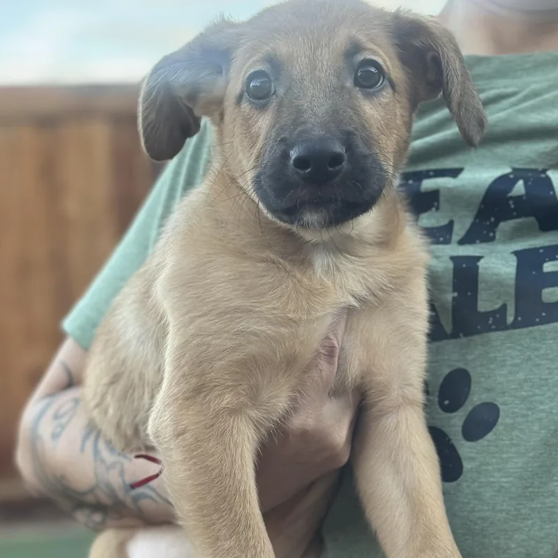 A baby medium-sized male Yellow / Tan / Blond / Fawn Dutch Shepherd dog named Adam for adoption in Brentwood, CA